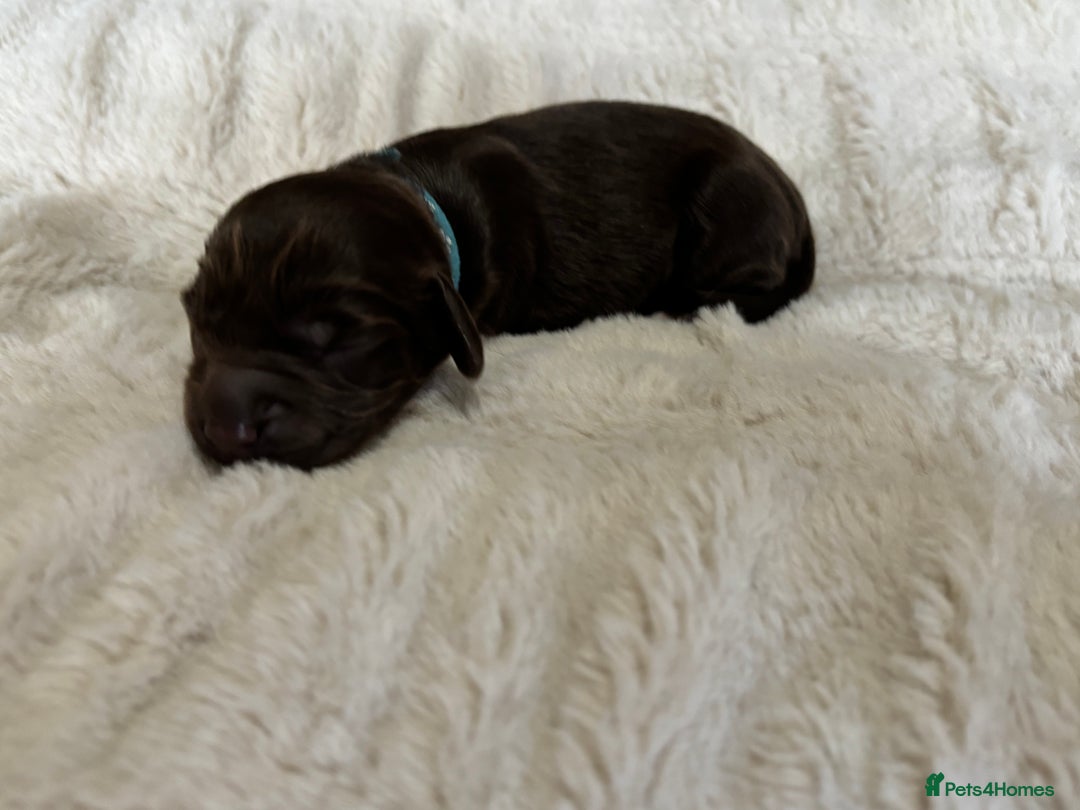 Cockapoo dogs for sale: 🍫🐶 F1b Chocolate Cockapoo Puppies🐶🍫  - Image 22
