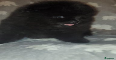 Pomeranian dogs - Advert 14