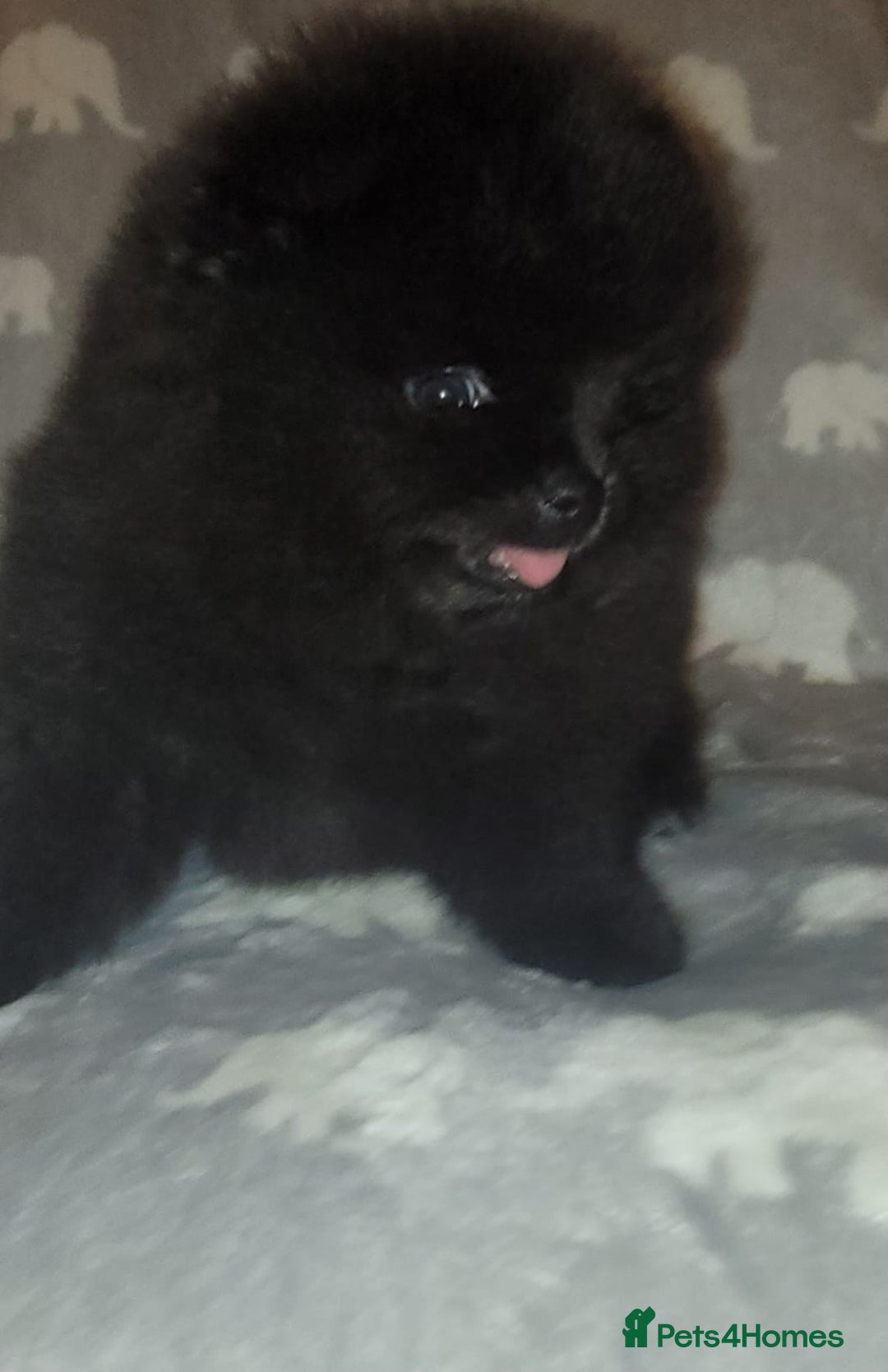 Pomeranian dogs for sale: 🐾 Adorable High-Quality Pomeranian Puppies  - Image 6