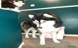 Alaskan Malamute dogs for stud: For stud alaskan malamute  - Image 4