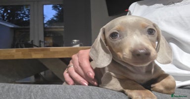 Miniature Dachshund dogs - Advert 5