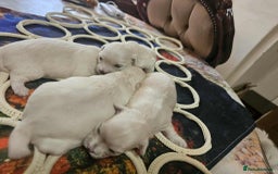 Maltese dogs for sale: 4 puppies bichons maltese - Image 6