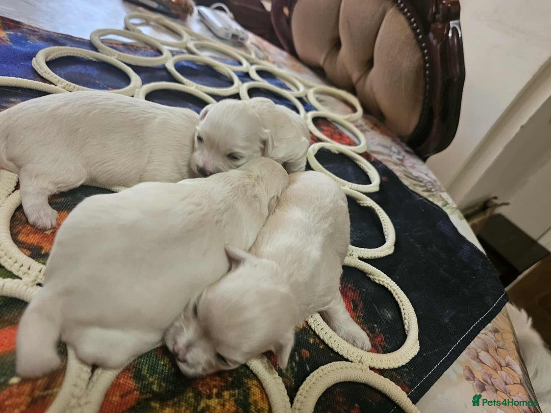 Maltese dogs for sale: 4 puppies bichons maltese - Image 6