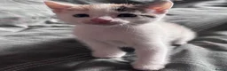 Mixed Breed cats for sale: Kittens beautiful mixed breed 🐈🐈‍⬛🐈🐈 - Advert 12