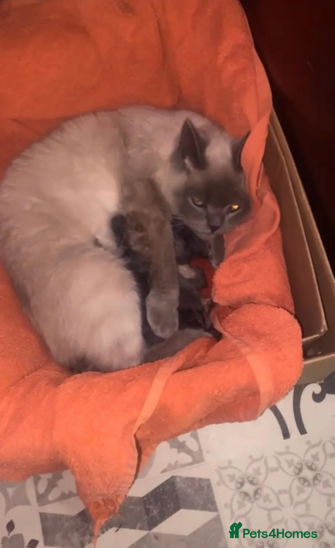 Mixed Breed cats for sale: Beautiful Kittens Ready for Their New Homes - Advert 1