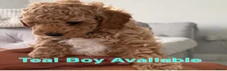 Labradoodle dogs for sale: Extensively DNA  ToY/mini labradoodle parents DNA  - Advert 2