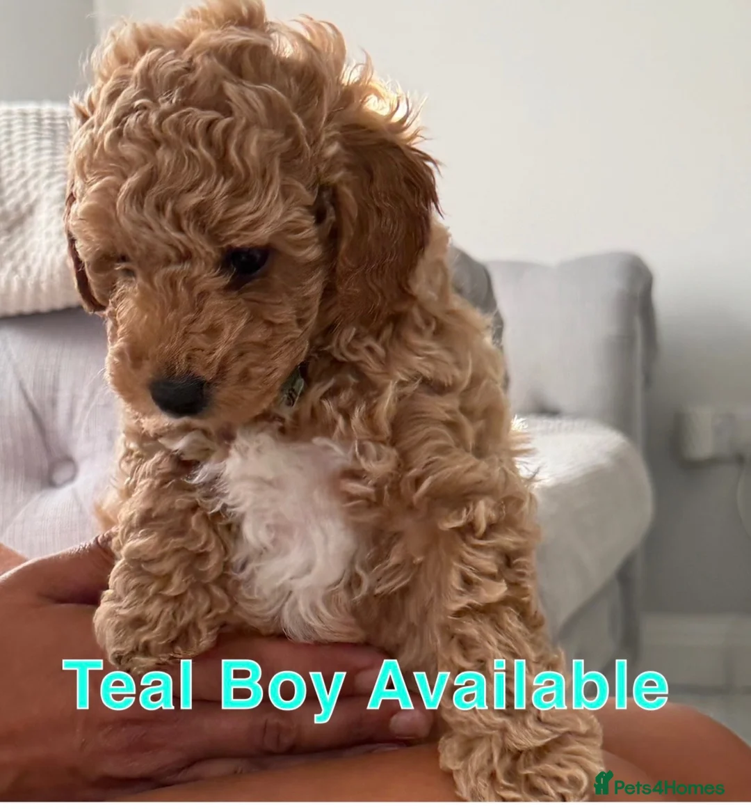Labradoodle dogs for sale: Extensively DNA  ToY/mini labradoodle parents DNA  - Advert 2