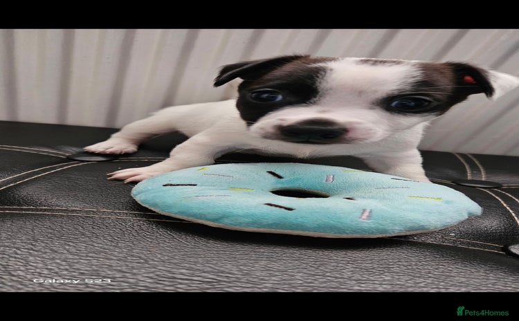 Jack Russell dogs - Advert 1