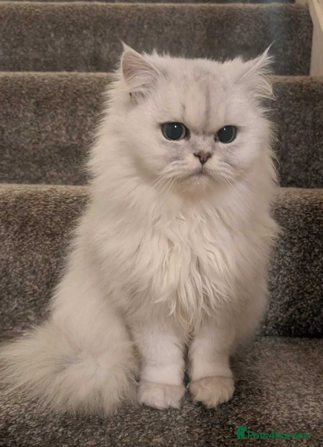 Persian cats for sale: Beautiful Pure Persian Girl  - Advert 1