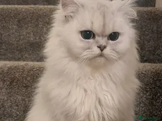 Persian cats Beautiful Pure Persian Girl - Advert 3