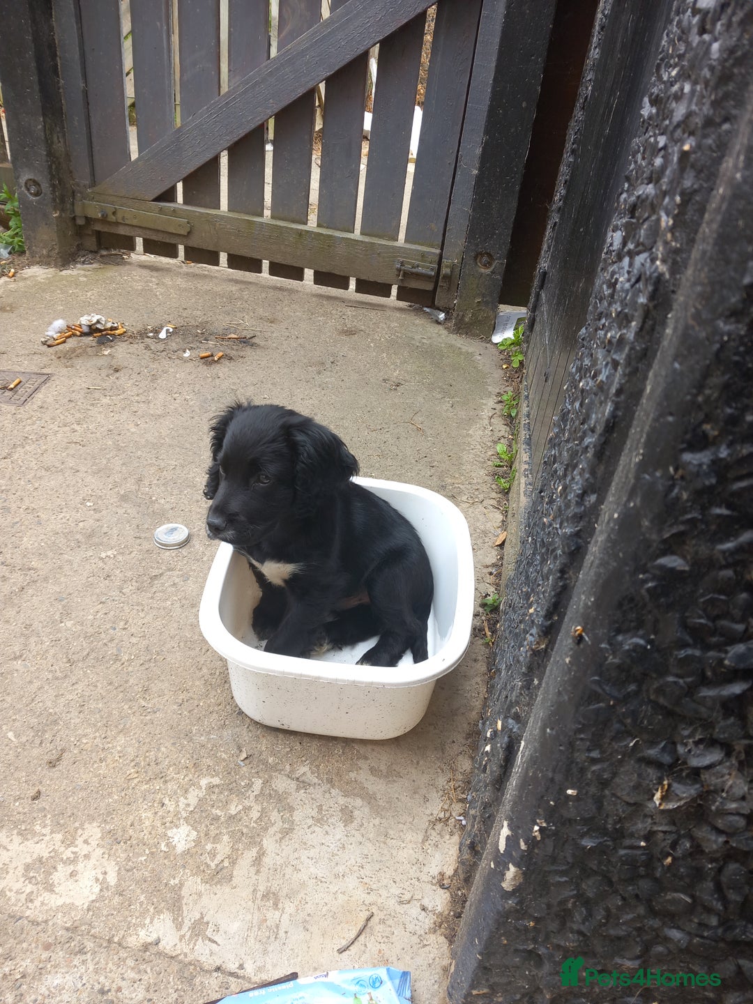 Cocker Spaniel dogs for sale: Rocco - Image 6