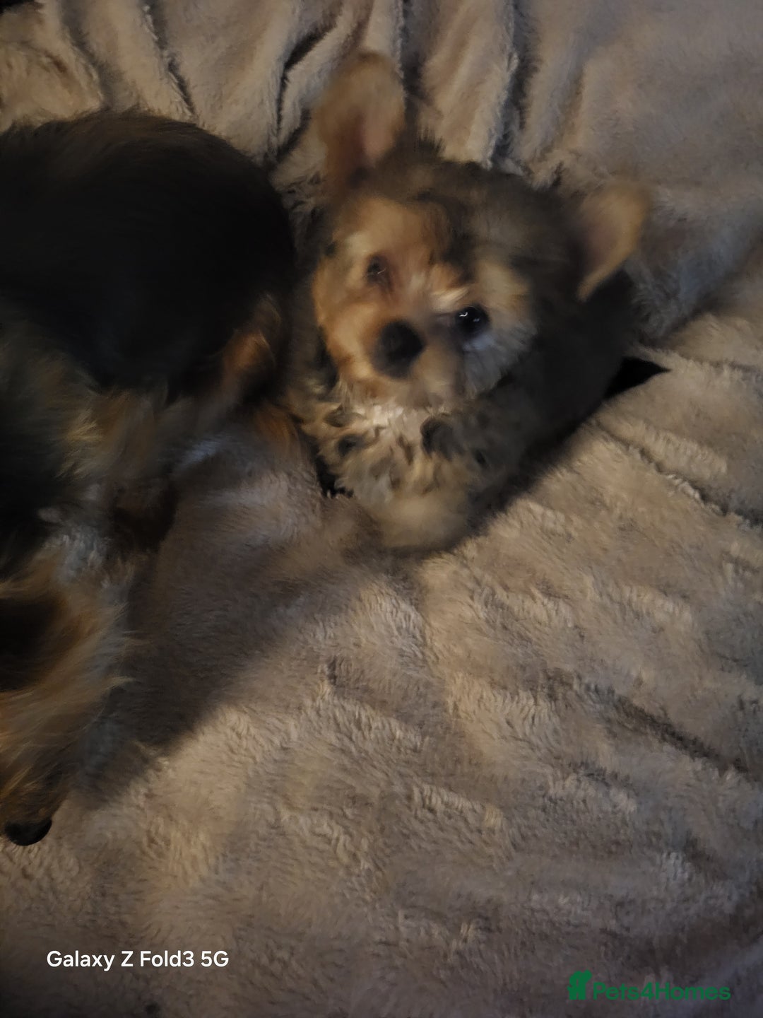 Yorkshire Terrier dogs for sale: Yorkie  - Advert 3