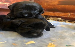 Mixed Breed dogs for sale: Gorgeous German Wirehaired Pointer X puppies  - Image 5