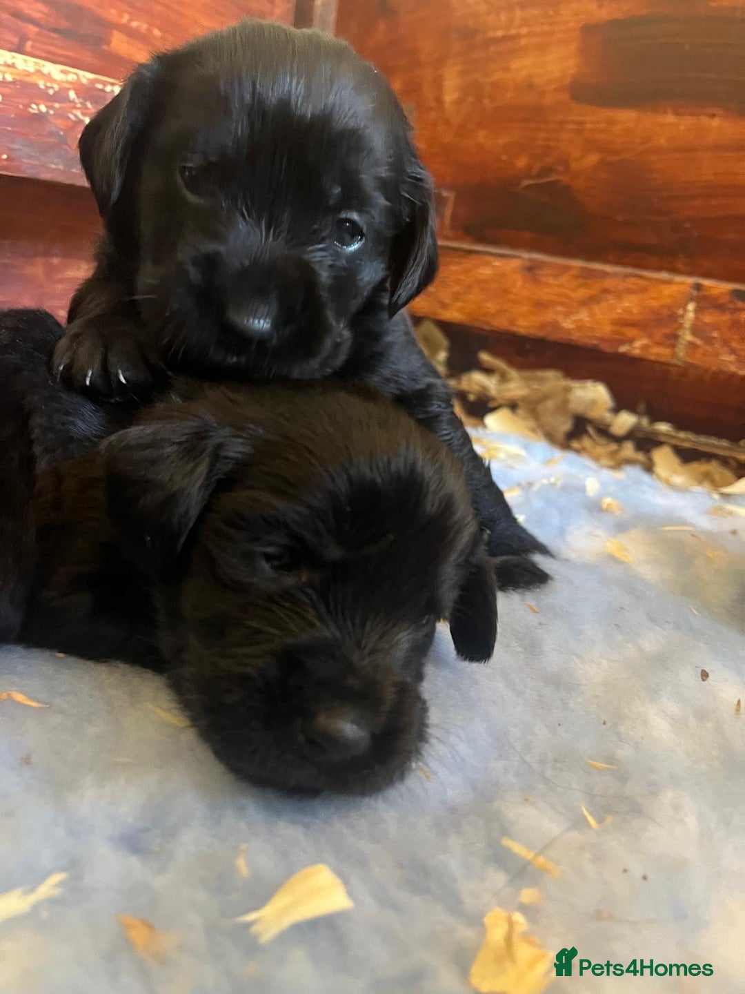 Mixed Breed dogs for sale: Gorgeous German Wirehaired Pointer X puppies  - Image 5