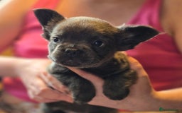 French Bulldog dogs for sale: Fluffy French Bulldog Puppies  - Image 6