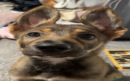 Mixed Breed dogs for sale: Kara  - Image 1