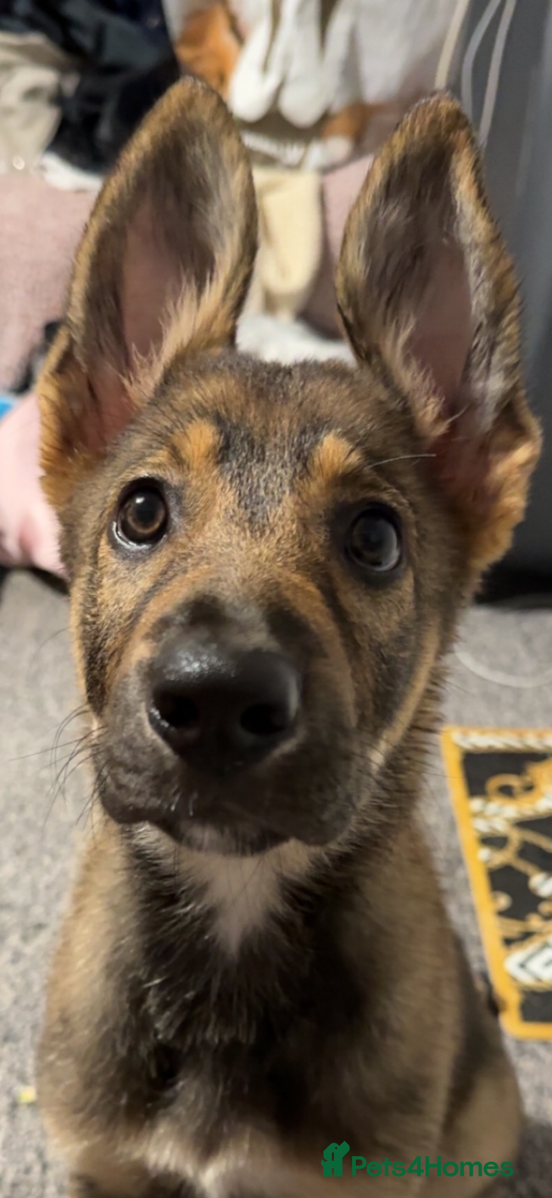 Mixed Breed dogs for sale: Kara  - Image 1