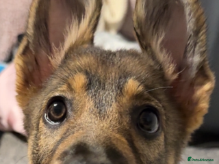 Mixed Breed dogs - Advert 10