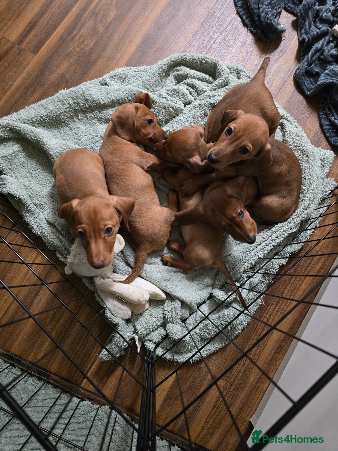 Dachshund dogs for sale: Full Minature dachsund puppies  - Advert 9