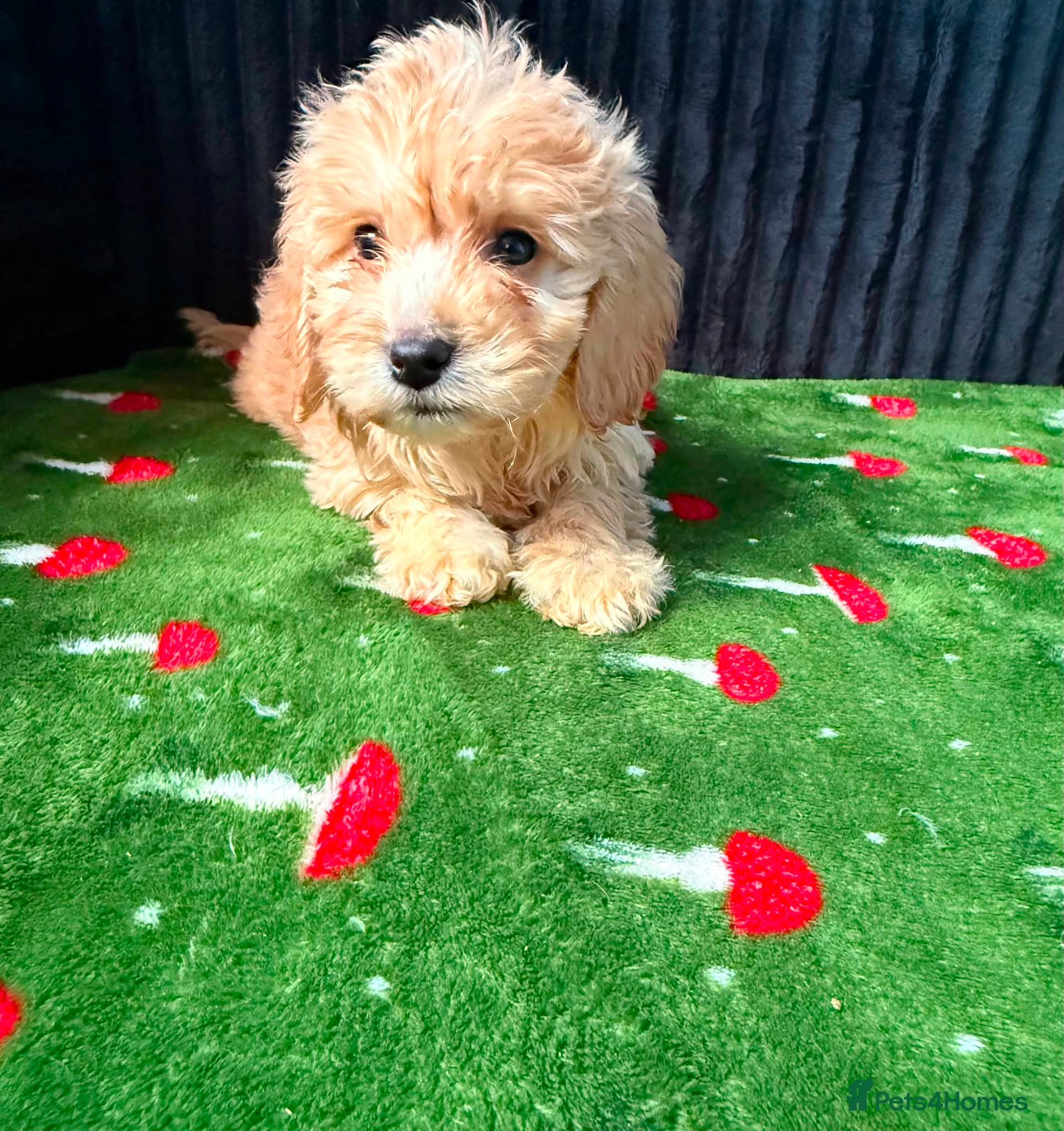 Cockapoo dogs Adorable puppies - Advert 17