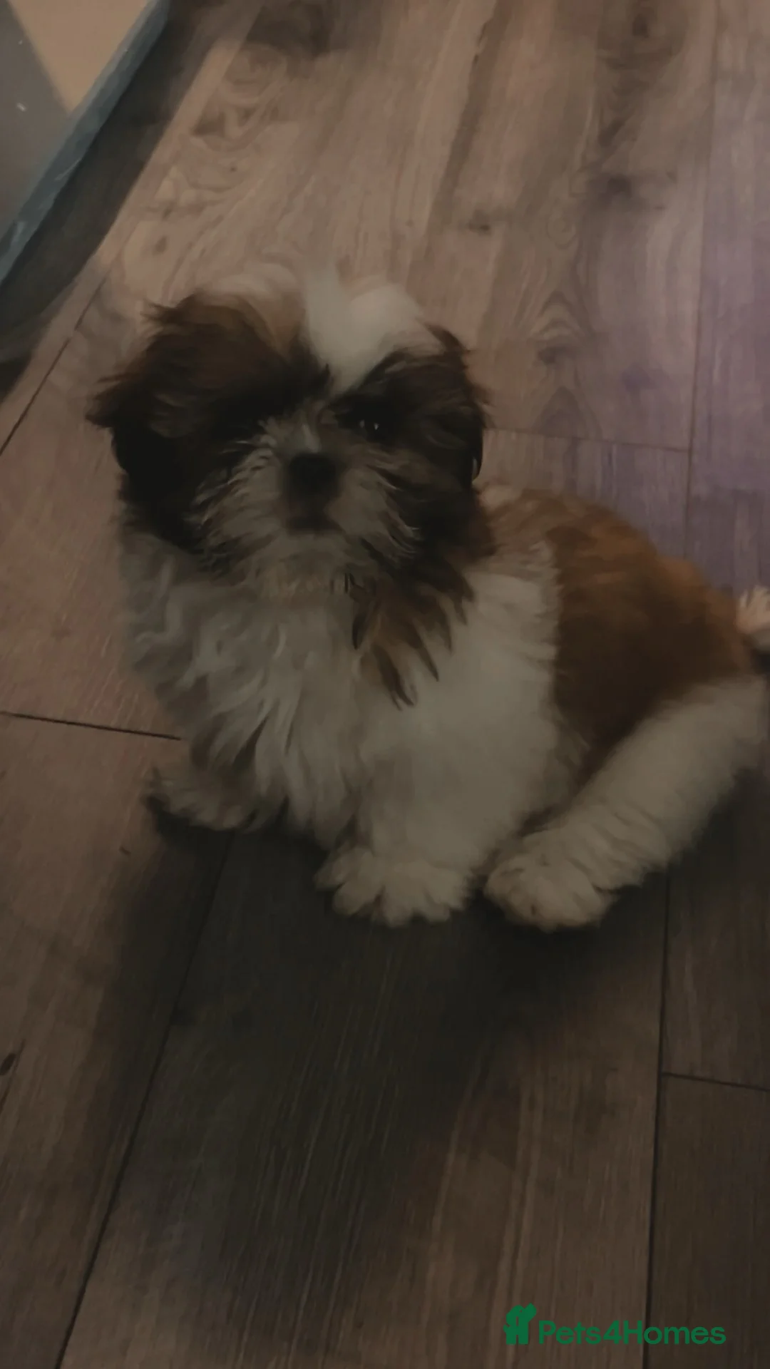 Shih Tzu dogs for sale: Gorgeous shitzu puppy  in Wigan - Advert 2