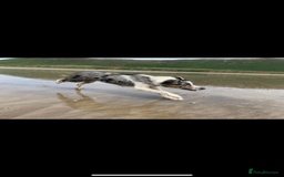 Border Collie dogs for sale: To be rehomed - Merle Border Collie  - Image 5