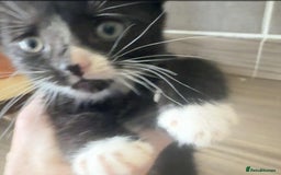Mixed Breed cats for sale: Beautiful Litter of 4 kittens  - Image 13
