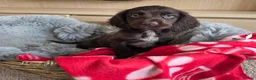 Cocker Spaniel dogs for sale: Amazing Working type Cocker Spaniels - Advert 25