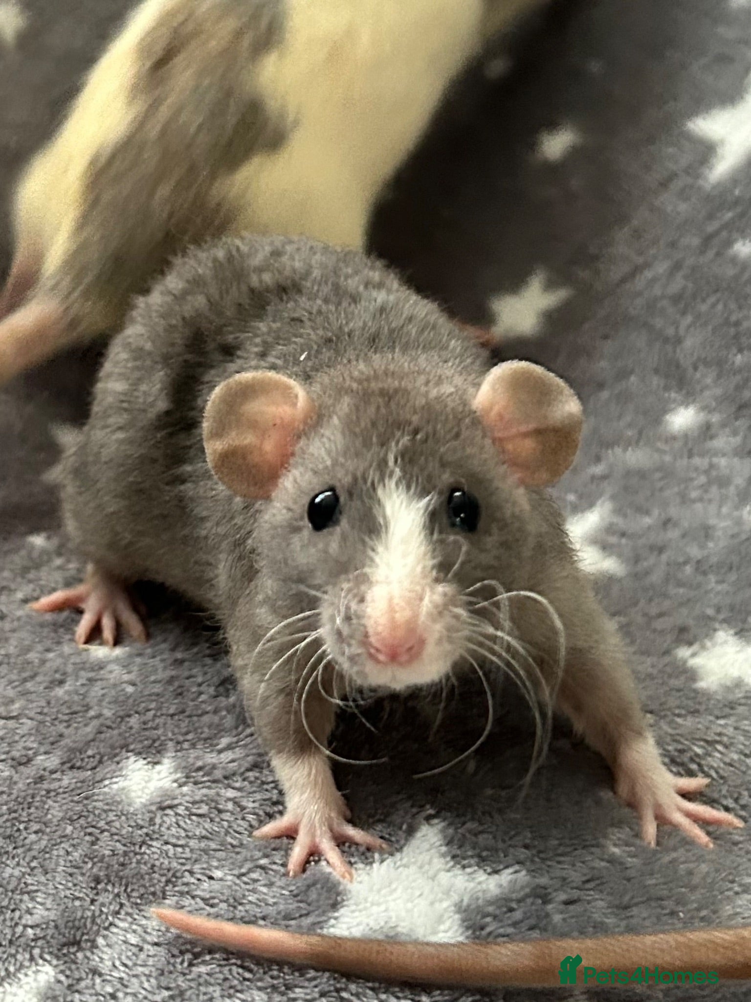 Rat rodents Older Dumbo Rats 5+months Male and Female  - Advert 3