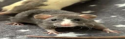 Rat rodents for sale: Older Dumbo Rats 5+months Male and Female  - Advert 1