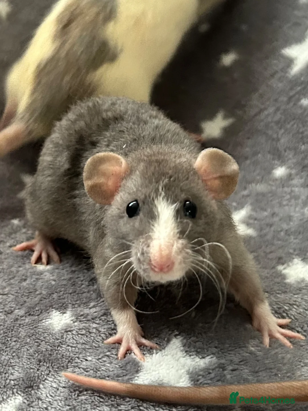 Rat rodents for sale: Older Dumbo Rats 5+months Male and Female  - Advert 1