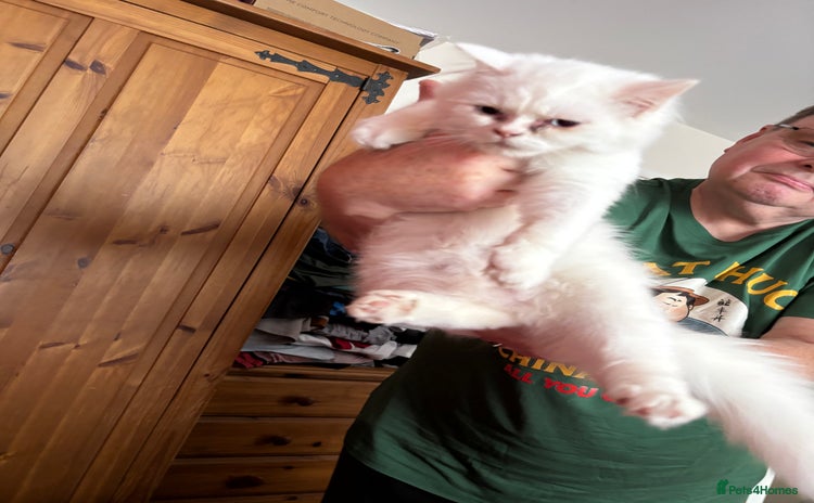 Perdoll cats - Advert 1