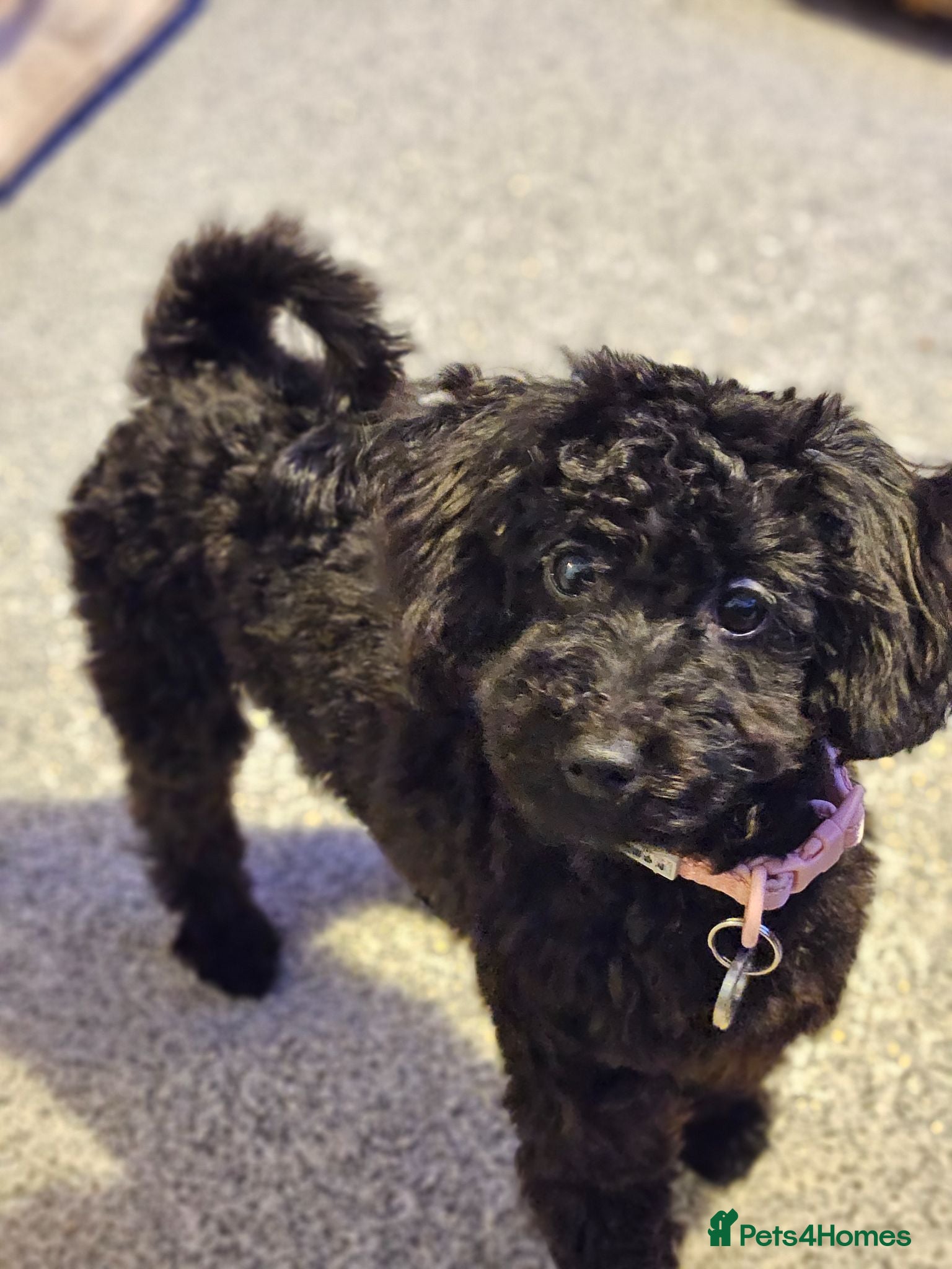 Mixed Breed dogs Black Toy cockapoo Female 1yr - Advert 3