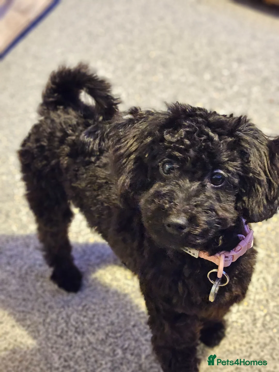 Mixed Breed dogs for sale: Black Toy cockapoo Female 1yr in Nottingham - Advert 1