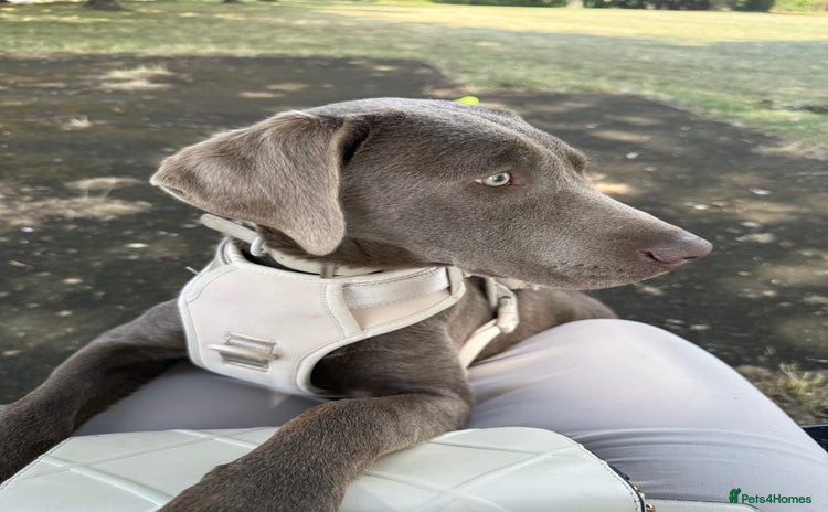 Labrador Retriever dogs - Advert 4