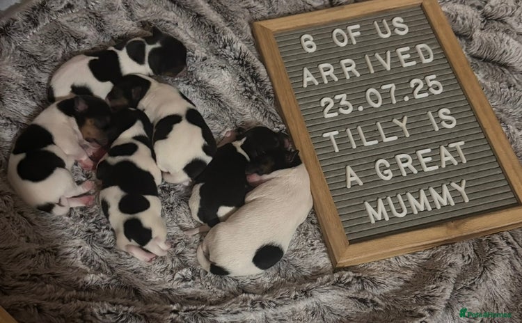 Mixed Breed dogs - Advert 1