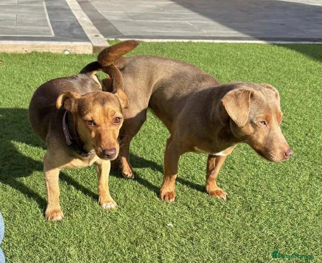 Jack Russell dogs for stud: DONJACKS RANGER - imported lilac & tan stud dog in Doncaster - Advert 27