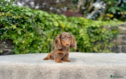 Miniature Dachshund dogs for sale: Long Haired Miniature Dachshunds - READY NOW! - Image 18