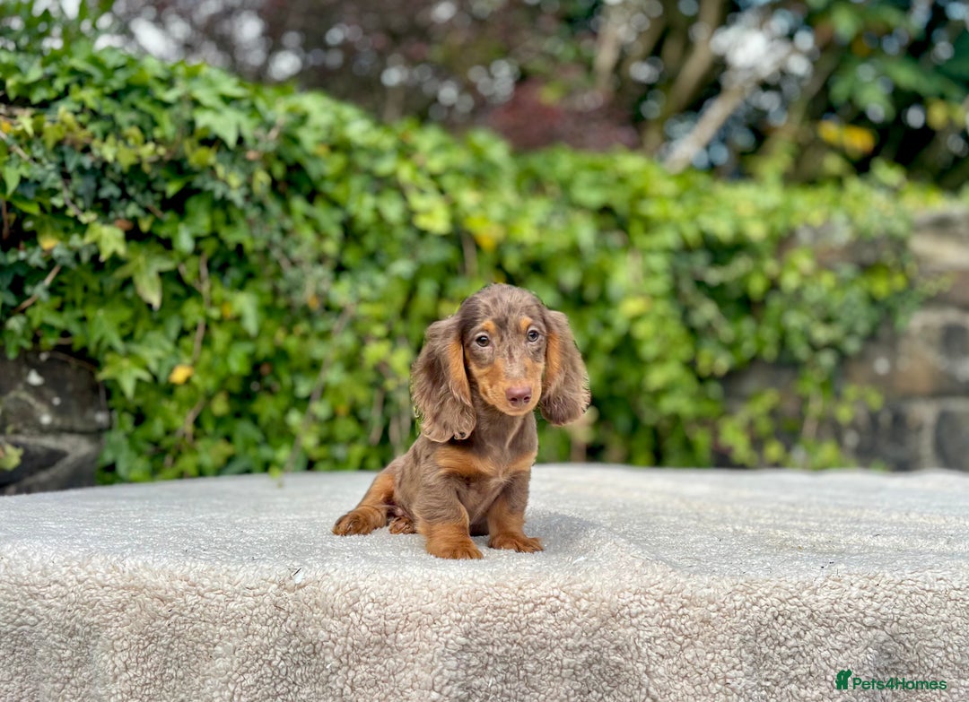 Miniature Dachshund dogs for sale: Long Haired Miniature Dachshunds - READY NOW! - Image 18