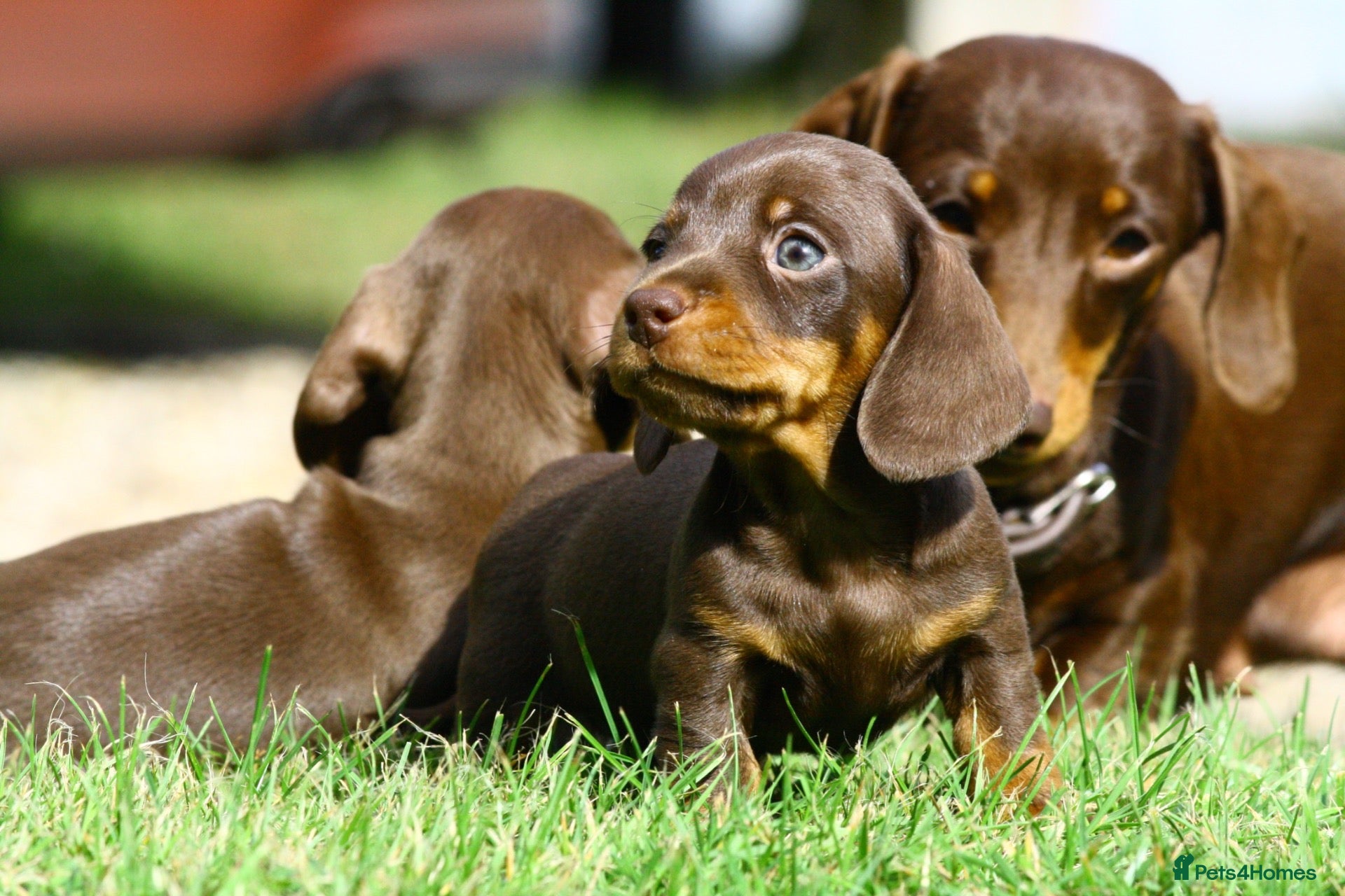 Miniature Dachshund dogs KC reg Chocolate miniature smooth puppies - Advert 1