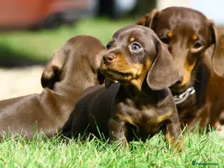 Miniature Dachshund dogs KC reg Chocolate miniature smooth puppies - Advert 1