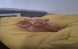Mixed Breed cats for sale: Kittens ready for forever home - Image 10