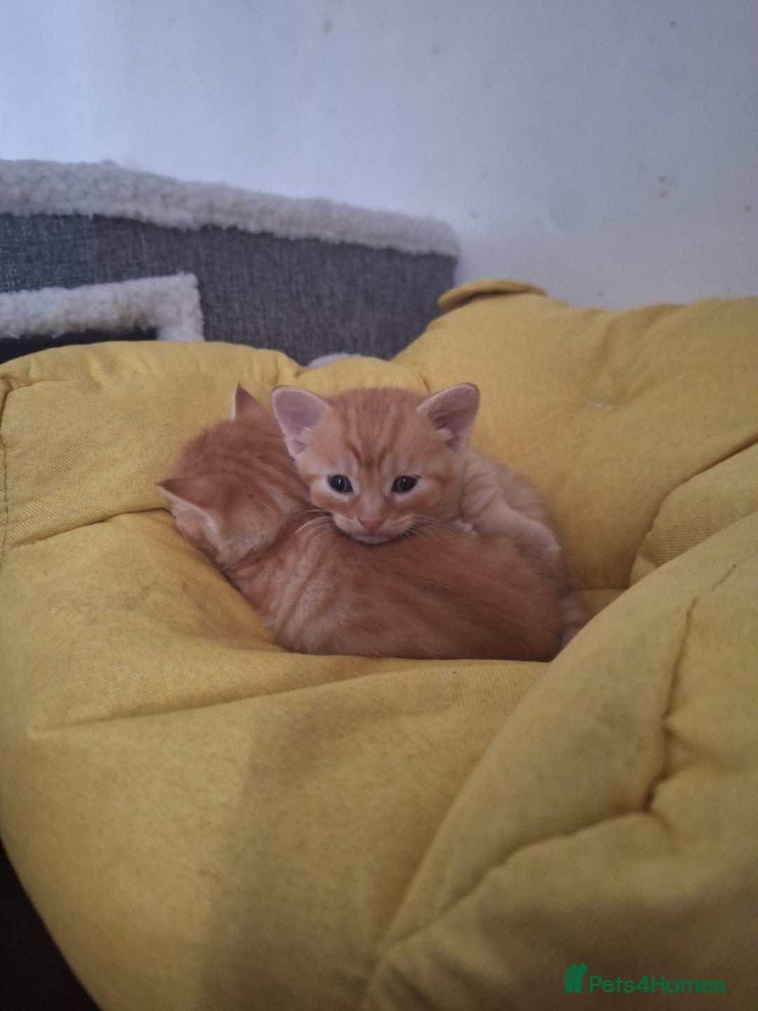 Mixed Breed cats for sale: Kittens ready for forever home - Image 10