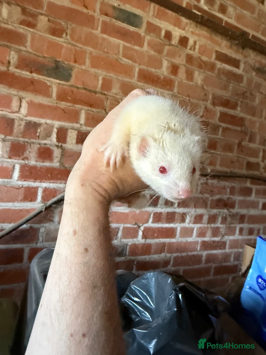 Ferret rodents for sale: Reserved pending collection - Advert 2
