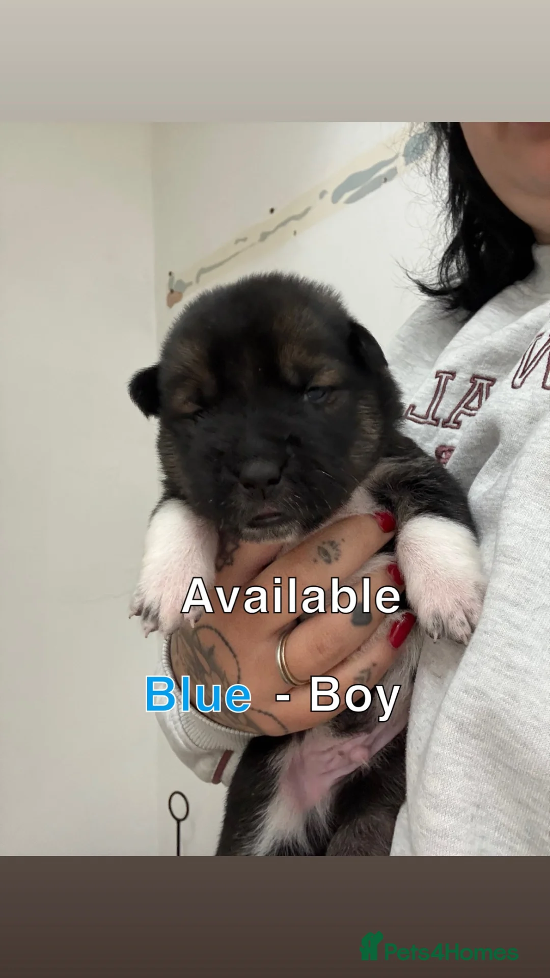Mixed Breed dogs for sale: Shar pei X Akita puppy’s  - Advert 11