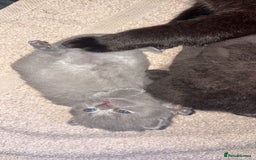 British Shorthair cats for sale: Fluffy BSHs! Grey and black! - Image 5