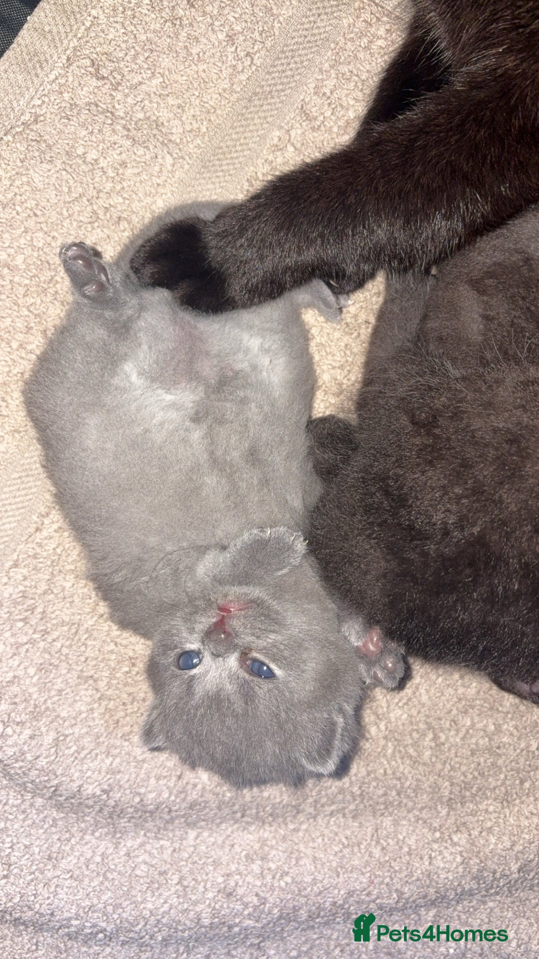 British Shorthair cats for sale: Fluffy BSHs! Grey and black! - Image 5