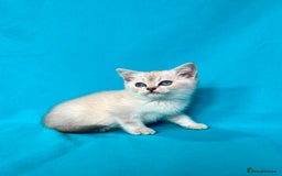 British Shorthair cats for sale: 🐾Purebred BSH kittens🐾 - Image 1