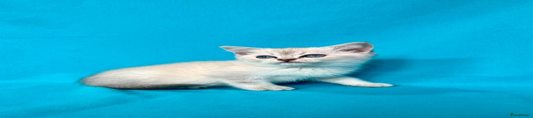 British Shorthair Kitten 1