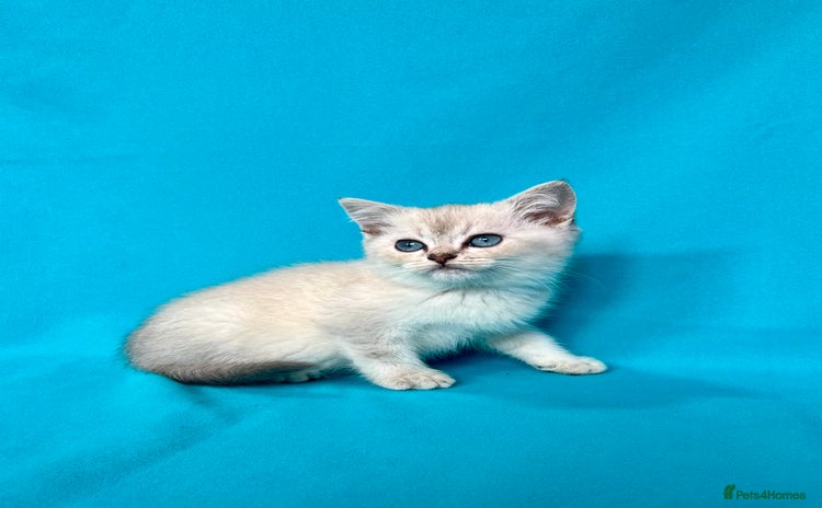 British Shorthair cats - Advert 10